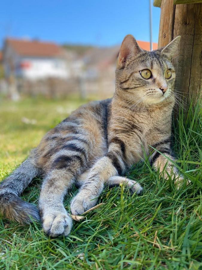 Naturspiel Posing Extérieur photo